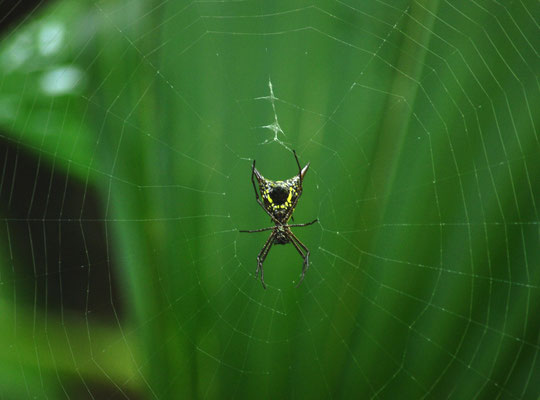 Araignée à épines (Carara, Costa Rica)  Juillet 2014