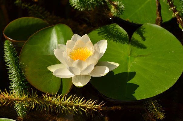 Nénuphar (Alsace, France)