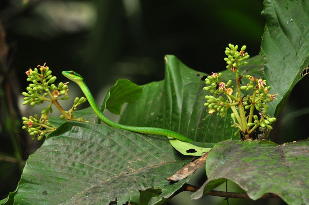 Serpent liane (Tortuguero, Costa Rica)  Juillet 2014