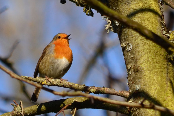 Rouge-gorge (Alsace, France)