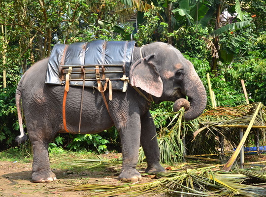 Eléphant d'Asie (Periyar, Kerala, Inde)  Novembre 2018