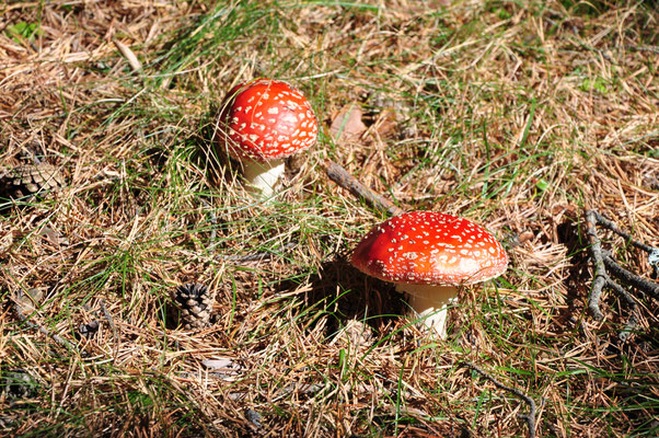 Amanites tue-mouche (Pyrénées espagnoles)  Octobre 2012