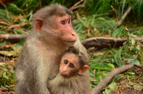 Macaque rhésus, Tamil Nadu, Inde