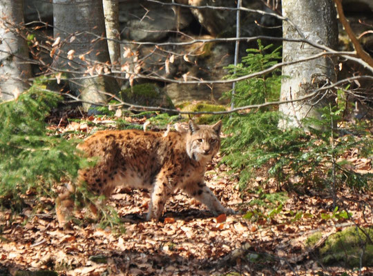 Lynx boréal (Parc animalier de Lusen, Bavière, Allemagne)  Avril 2013
