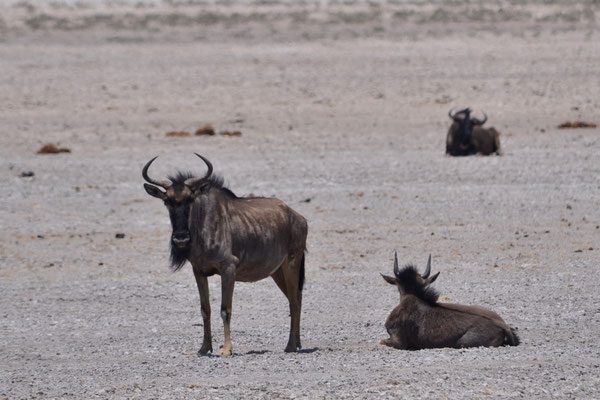 Gnous (Parc national d'Etosha)