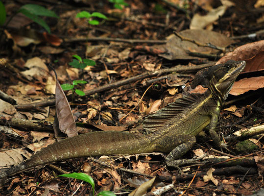 Basilic commun (Parc national de Carara, Costa Rica)  Juillet 2014