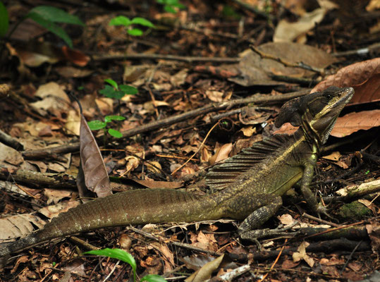 Basilic commun (Parc national de Carara, Costa Rica)  Juillet 2014