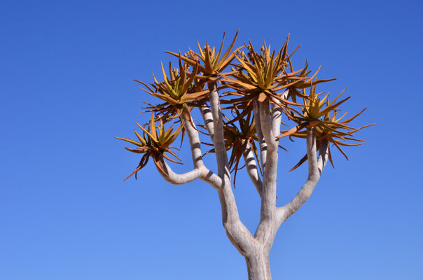 Arbre à carquois (Namibie)