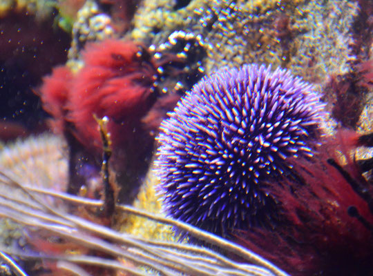 Oursin violet (Aquarium de Paris)  Juin 2017