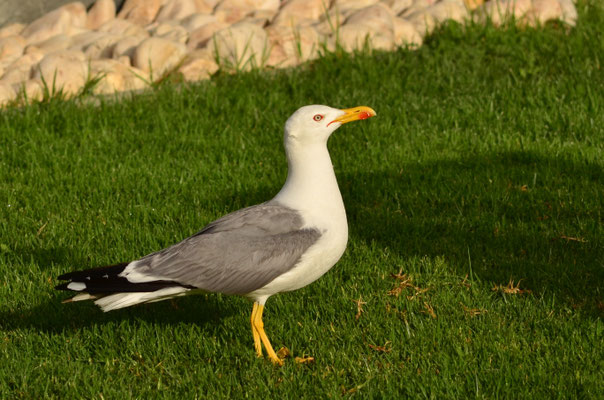 Goéland leucophée (Lagos, Portugal)