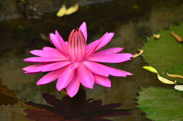 Lotus pourpre (Alleppey, Kerala, Inde)  Novembre 2018