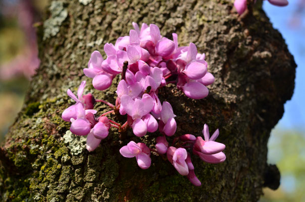 Fleurs de l'Arbre de Judée