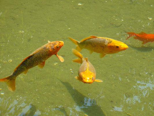 Carpes koï (Avignon, Vaucluse)  Juillet 2009