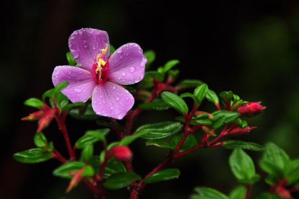 Monochaetum des volcans (Poas, Costa Rica)