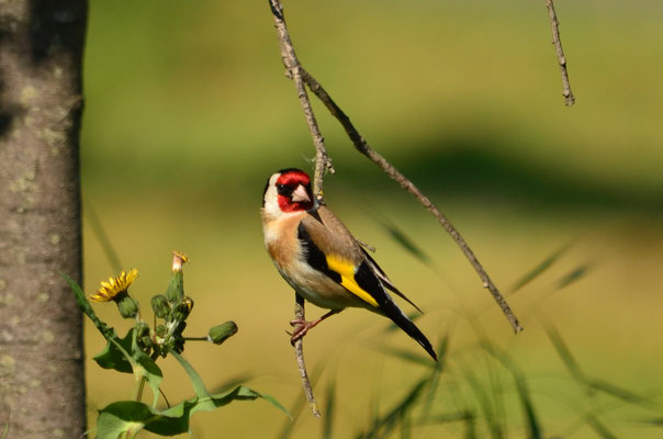 Chardonneret élégant, Alsace, France