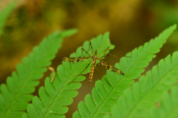 Tipule ocellée