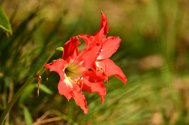 Amaryllis (Réserve de Peyrieras, Madagascar)