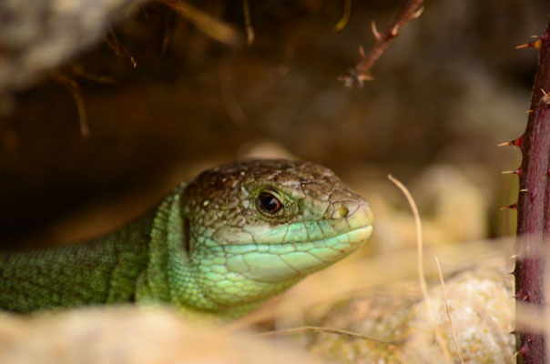Lézard vert (Bollenberg, Haut-Rhin)