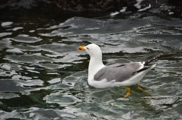Goéland leucophée (Porto Moniz, Madère)