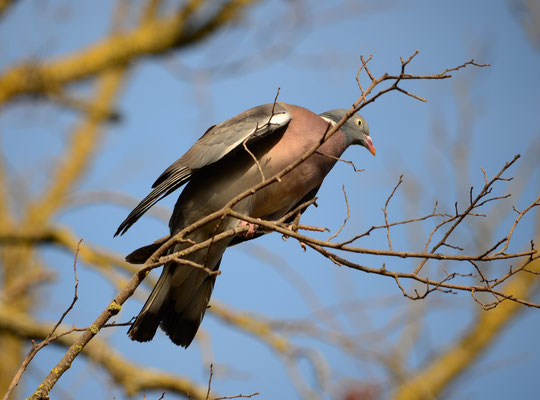 Pigeon ramier (Carcassonne, Aude)  Juillet 2015