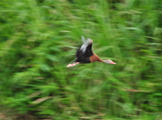 Dendrocygne à ventre noir en vol (Berge de la rivière Tarcoles, Costa Rica)  Juillet 2014