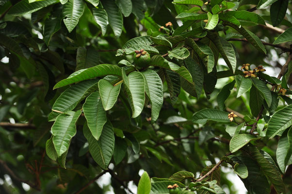 Goyave (Costa-Rica, juillet 2014)