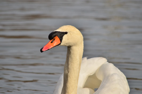 Portrait de cygne