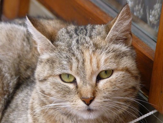 Chat (Ribeauvillé, Haut-Rhin)  Juillet 2010