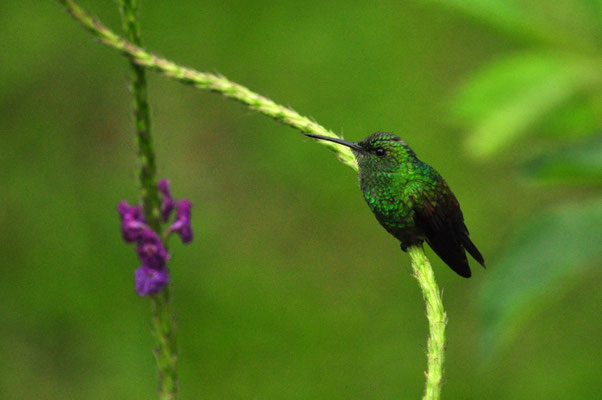 Colibri