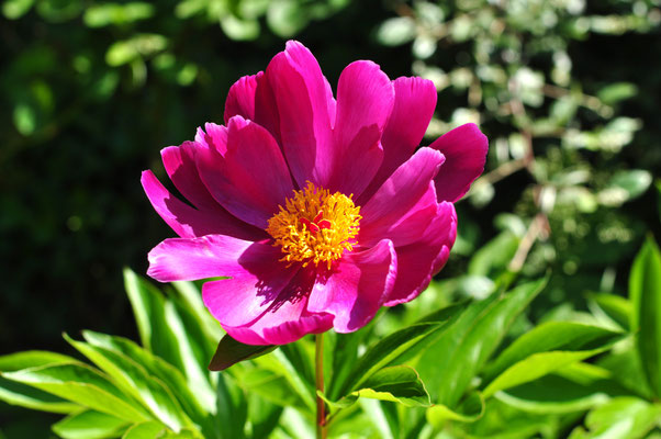 Pivoine