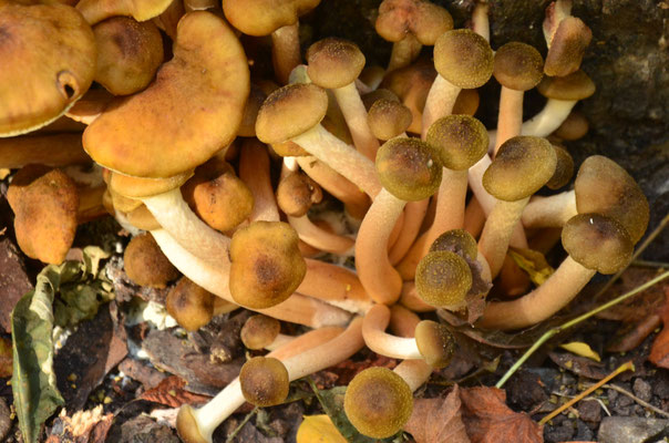 Armillaires couleur de miel (Alsace, octobre 2017)
