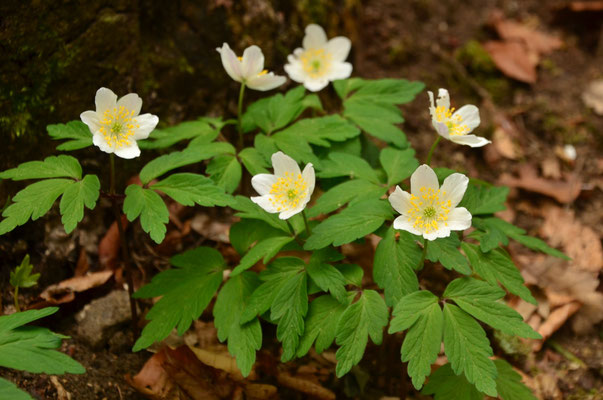 Anémone sylvie (Forêt de Thann, Haut-Rhin)  Avril 2017