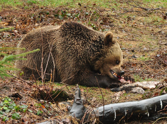Ours brun (Parc animalier de Lusen, Bavière, Allemagne)  Avril 2013