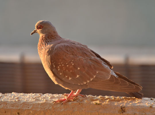 Pigeon roussard (Windhoek, Namibie)  Octobre 2016
