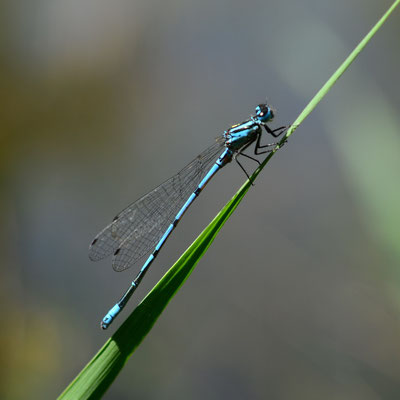 Agrion jouvencelle (Alsace)