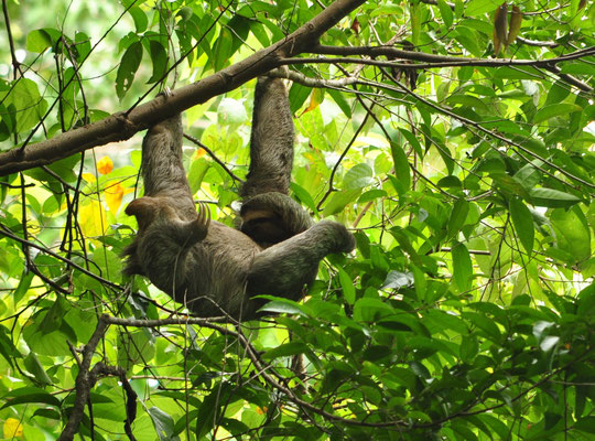 Paresseux à gorge brune (Parc national Manuel Antonio, Costa Rica)  Juillet 2014