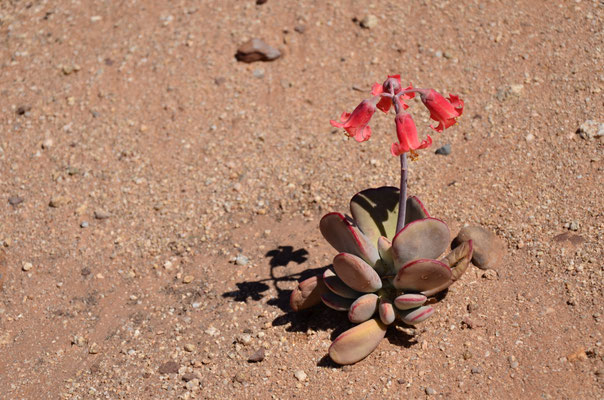 La vie fleurit dans le désert