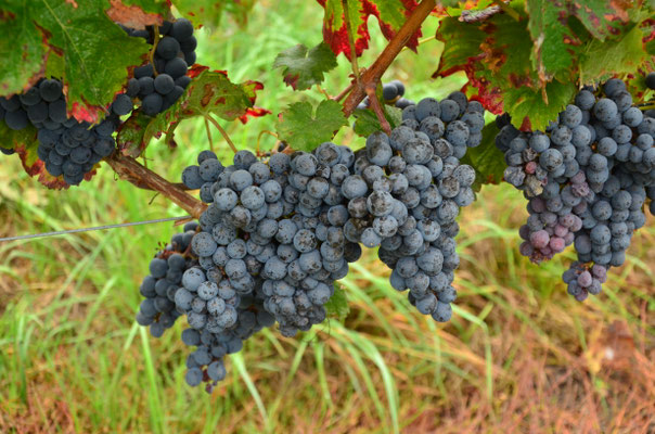 Raisin (Touraine, octobre 2021)