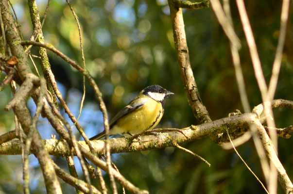 Mésange charbonnière