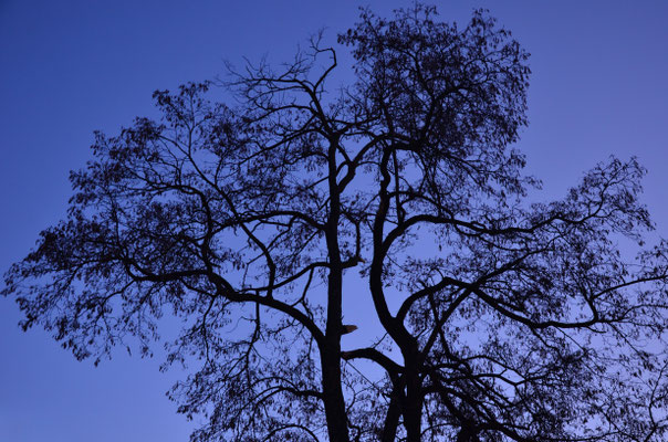 Arbre à l'aube