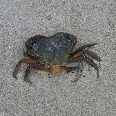 Crabe (Bretagne)