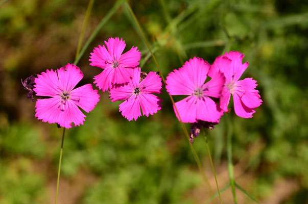 Oeillets