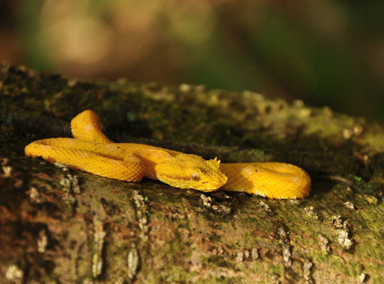 Vipère de Schlegel (parc national du volcan Arenal, Costa Rica)  Juillet 2014