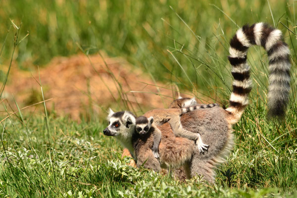 Maki catta (Anja, Madagascar)