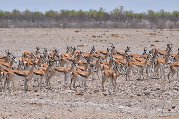 Troupeau de springboks (Parc national d'Etosha)