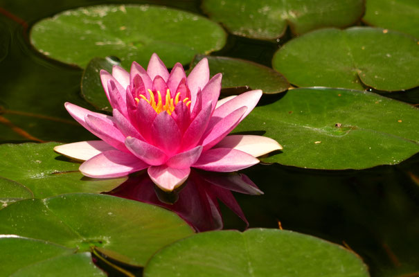 Nénuphar