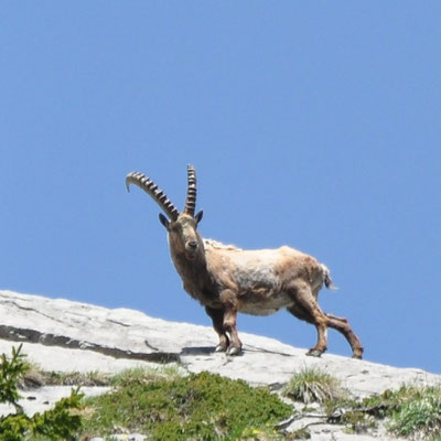 Bouquetin (Savoie)