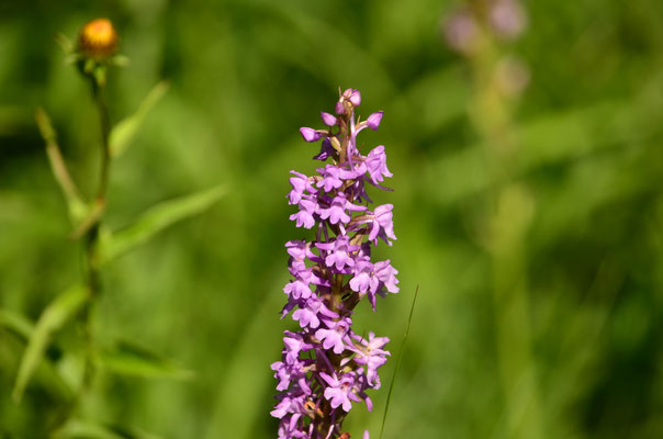 Orchis moucheron (Petite Camargue alsacienne)