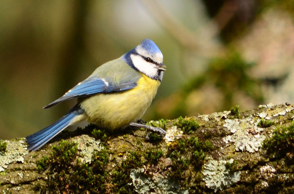 Mésange bleue (Berge de l'Ill, Haut-Rhin)  Février 2016