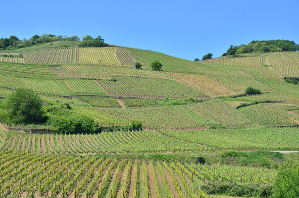 Vignoble d'Alsace (Turckheim)